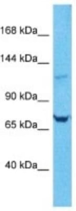 ARVCF Rabbit anti-Human, Polyclonal, Novus Biologicals:Antibodies:Primary